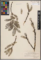 Salix barrattiana Hook.